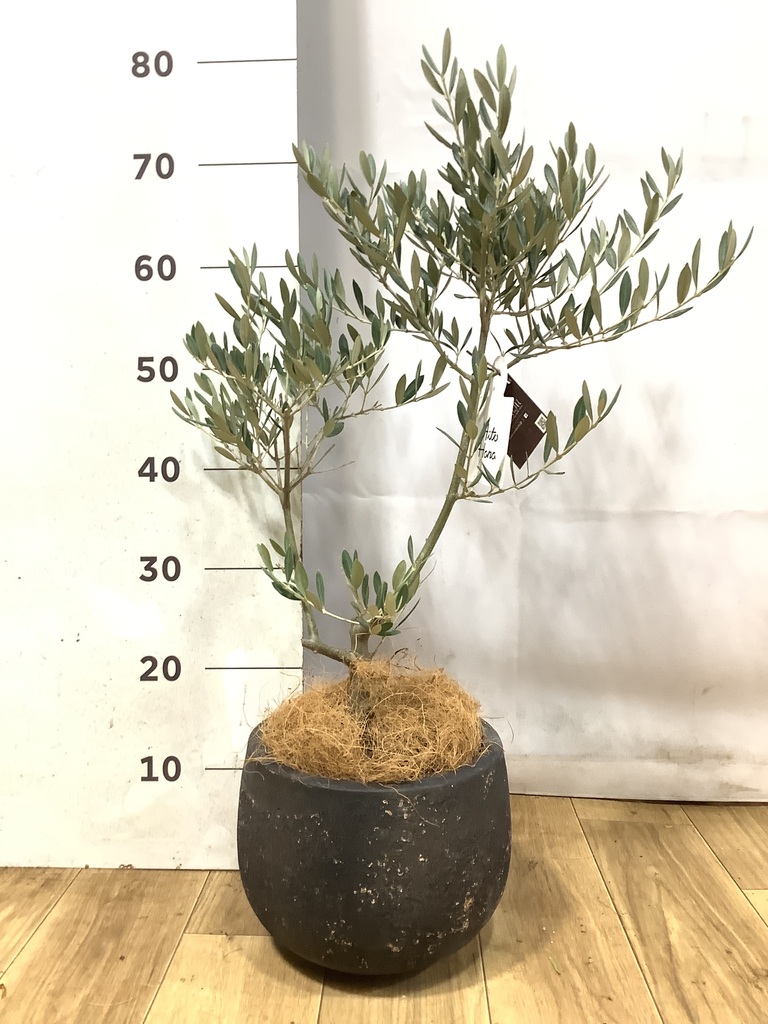 観葉植物 オリーブの木 5号 創樹 エドラ B 付き | 観葉植物なら