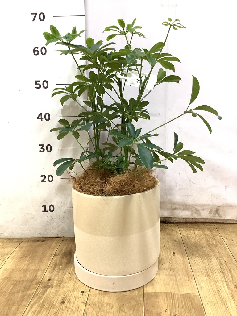 観葉植物 シェフレラ（カポック） 5号 ノーマル エドラ B 付き | 観葉