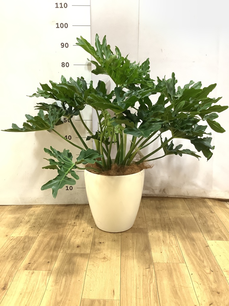 フィロデンドロン 8号 | 観葉植物通販HitoHana(ひとはな)