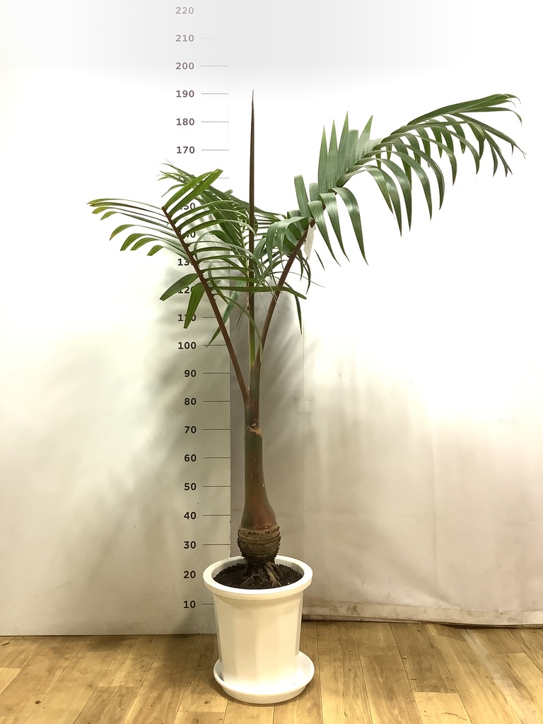 トックリヤシ 観葉植物 鉢植え 観葉植物 トックリヤシ 10号 プラスチック鉢 | 観葉植物ならHitoHana