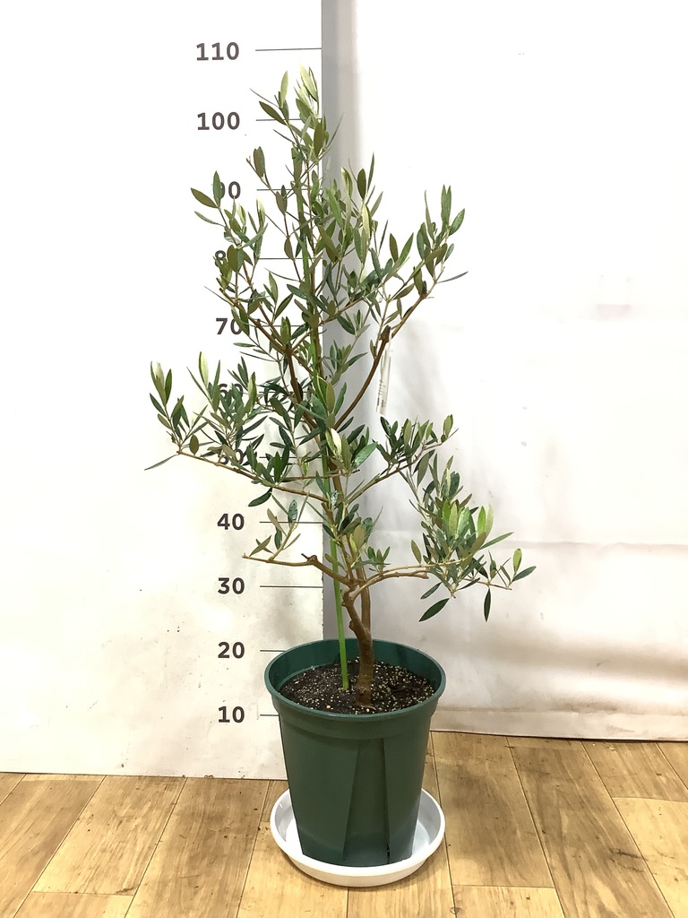 観葉植物 オリーブの木 8号 オヒブランカ ビトロ エンデガ ターコイズ