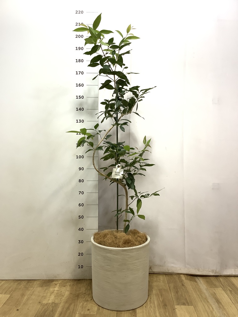 観葉植物 アマゾンオリーブ (ムラサキフトモモ) 10号 Eco Stone（エコ