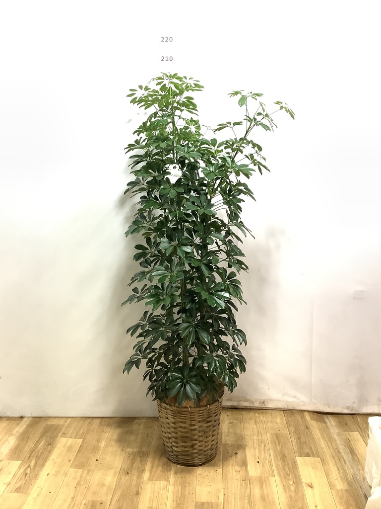 観葉植物 カポック（シェフレラ） 風水 | HitoHana（ひとはな）