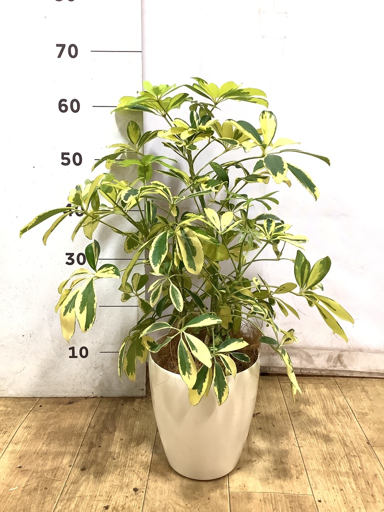 観葉植物 シェフレラ（カポック） 5号 斑入り ライク ラウンド グレー