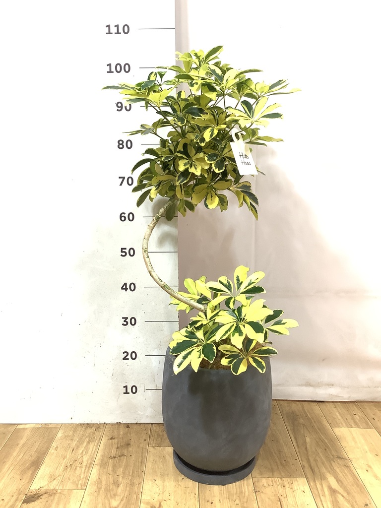 観葉植物 シェフレラ（カポック） 7号 ハッピーイエロー 曲り