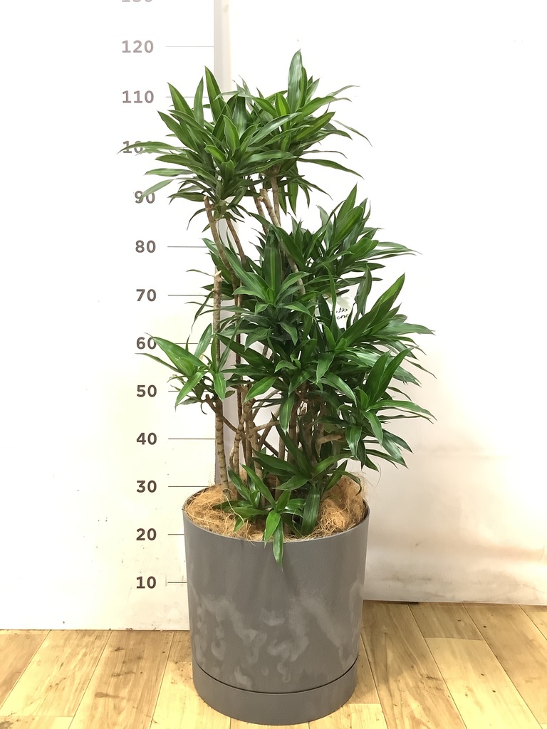 観葉植物 ドラセナ ソング オブ ジャマイカ 8号 ジュピター 白 付き