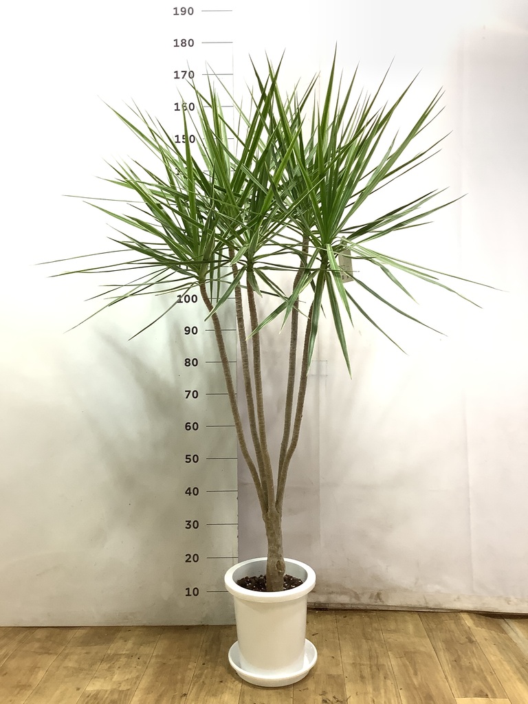 観葉植物 コンシンネ ホワイポリー 8号 ストレート プラスチック鉢