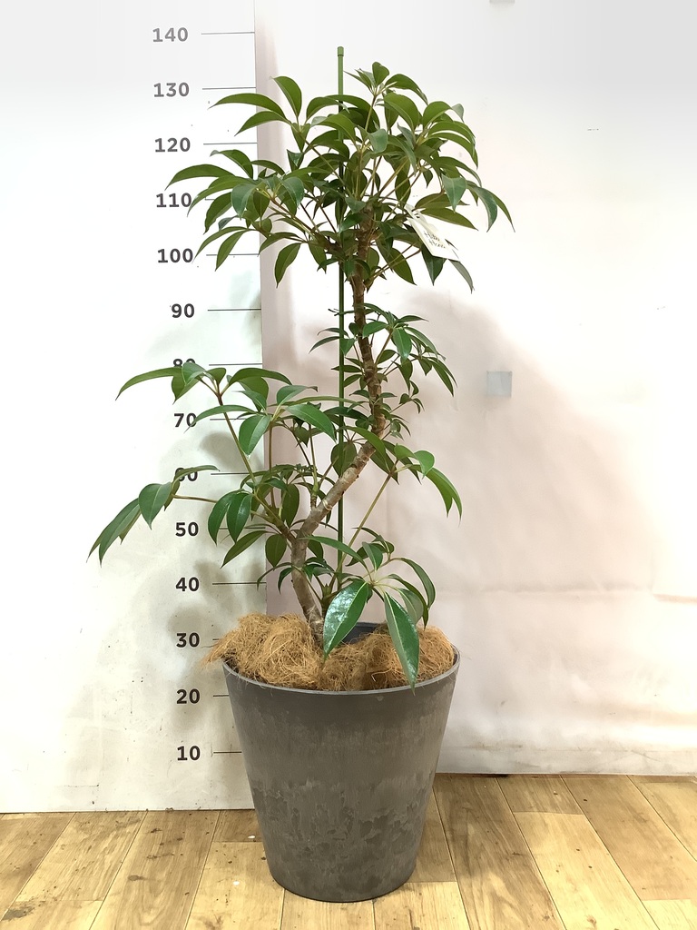 ツピダンサス 曲がり | 観葉植物通販 HitoHana(ひとはな)