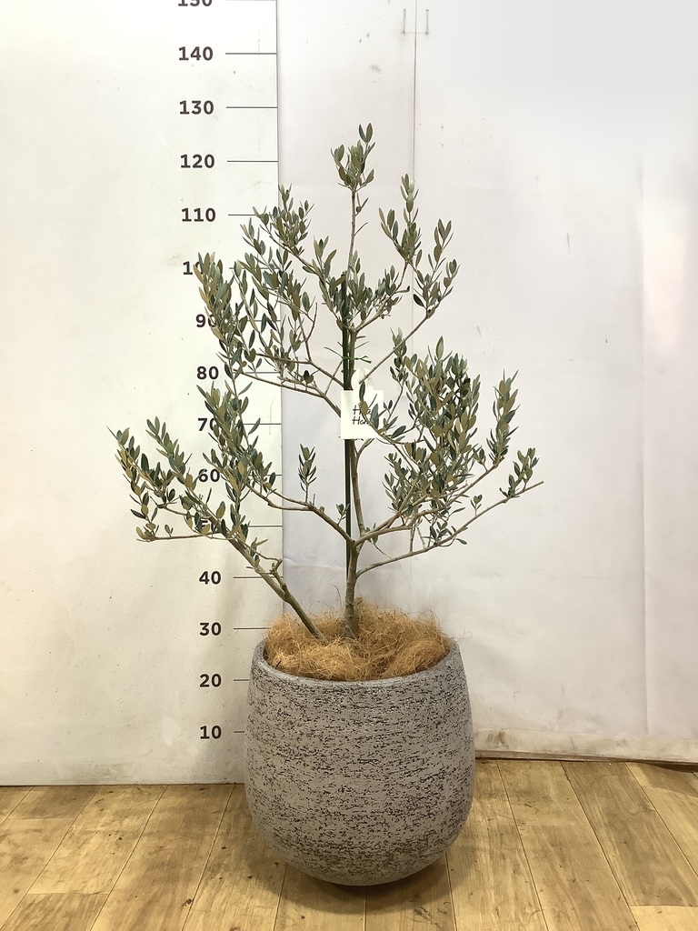 観葉植物 オリーブの木 8号 マンザニロ プラスチック鉢 / 小倉園