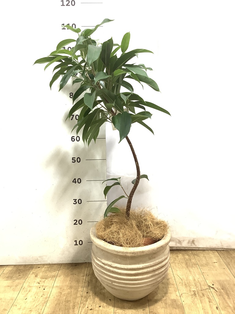 フィカス アムステルキング 写真 | 観葉植物通販HitoHana(ひとはな)