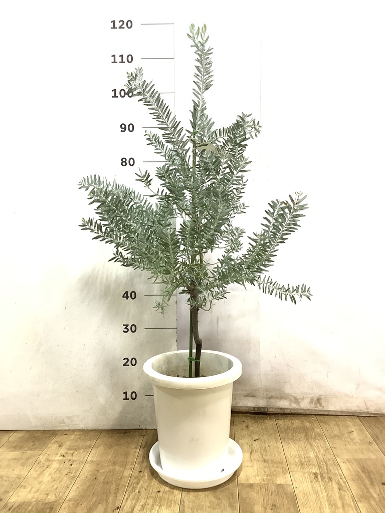 アカシア ブルーブッシュ 写真 | 観葉植物通販HitoHana(ひとはな)