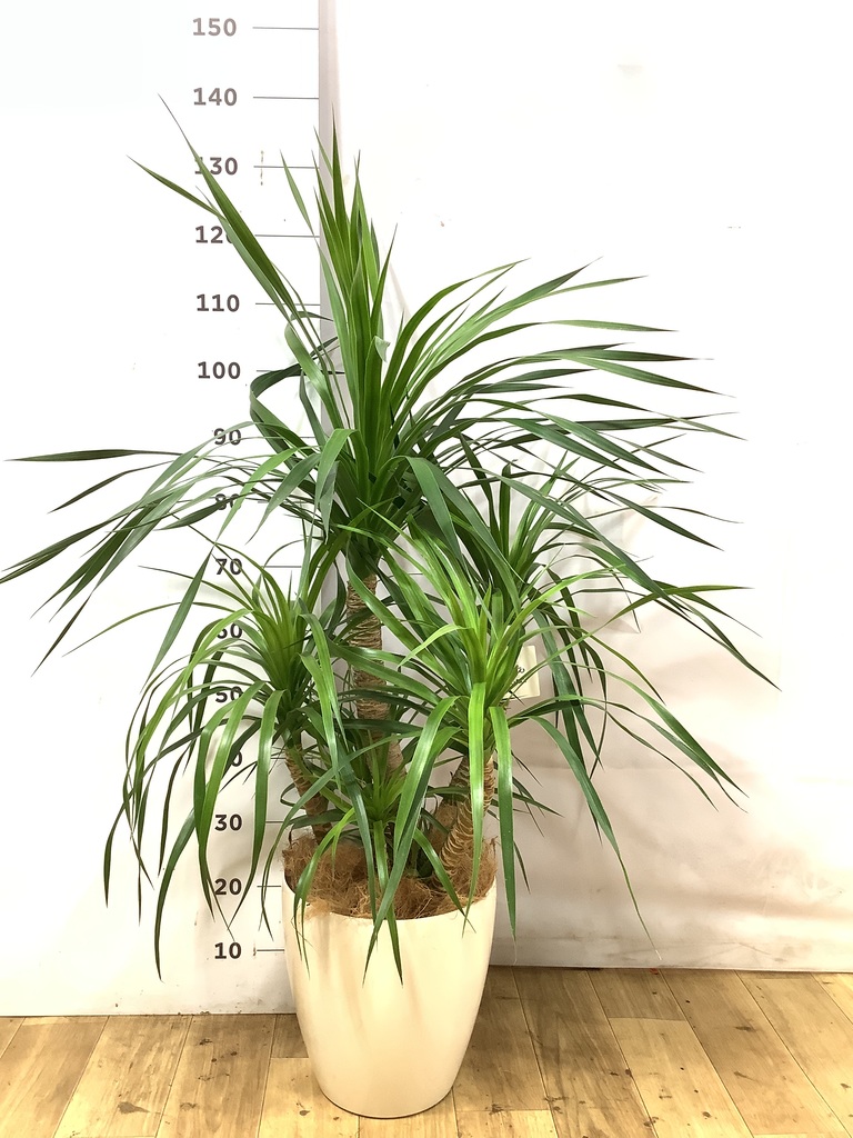 観葉植物 ドラセナ カンボジアーナ 8号 エディラウンド グレイ 付き