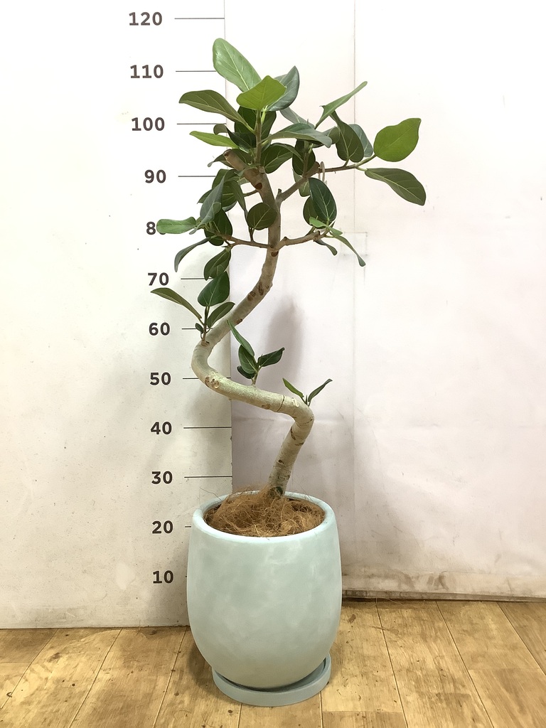 観葉植物 フィカス ベンガレンシス 7号 曲り プラスチック鉢 / 天久