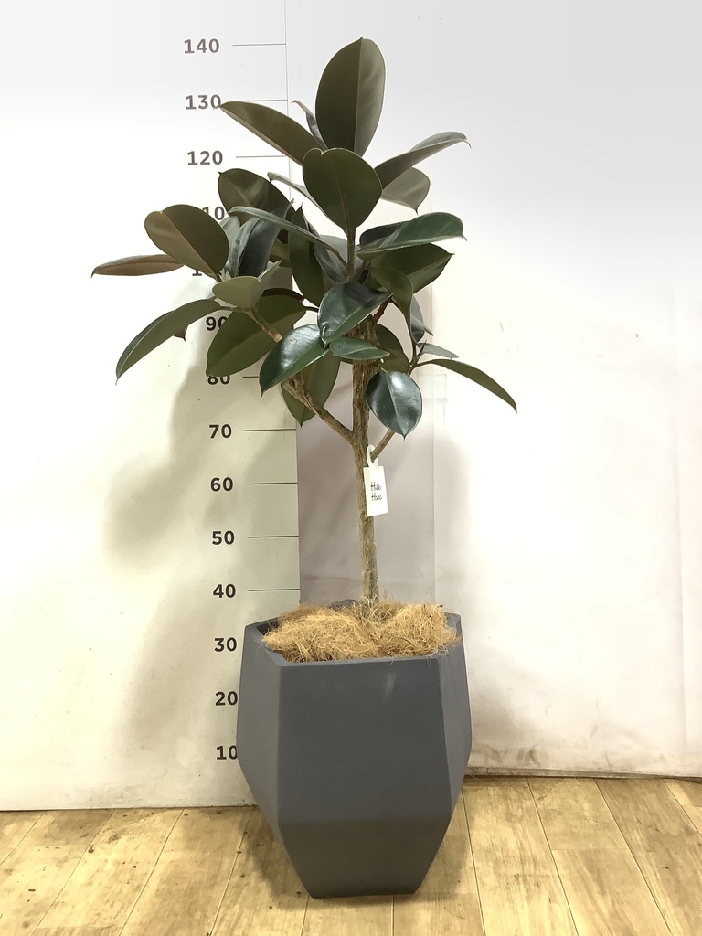 観葉植物 フィカス バーガンディ 155cm 8号 観葉植物 フィカス バーガンディ 8号 ノーマル プラスチック鉢 | 観葉