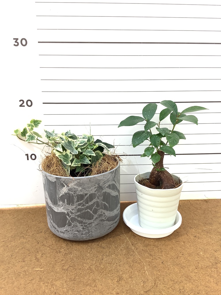 観葉植物 初心者にもおすすめお試し2点セット（ガジュマル 3号