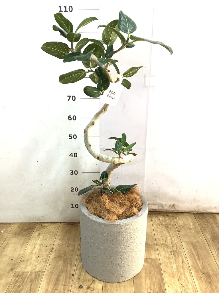 観葉植物 フィカス ベンガレンシス7号 曲り アートストーン ラウンド