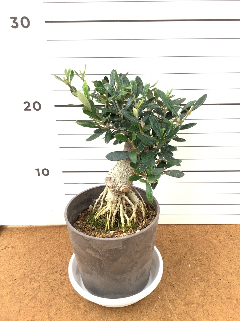 観葉植物 オリーブ 4号 創樹 盆栽仕立て | 観葉植物ならHitoHana(ひとはな)