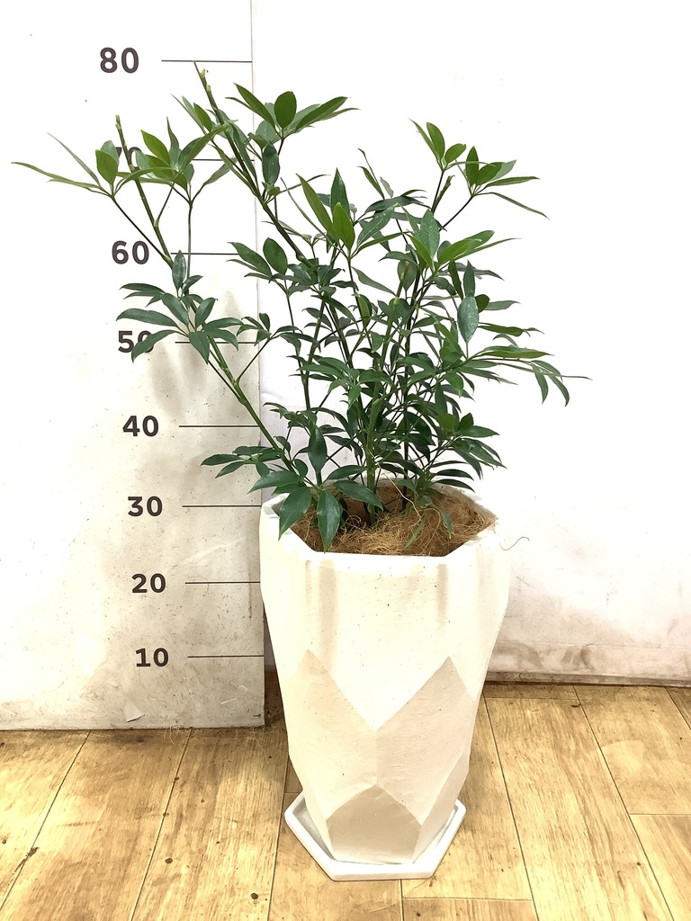 あや　　　　　シェフレラ・コンパクタ　リビングサイズ 観葉植物 シェフレラ コンパクタ 5号 プラスチック鉢 | 観葉植物なら