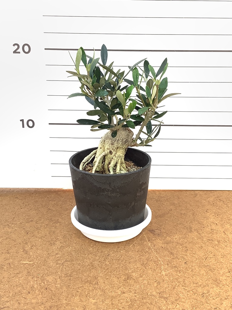 観葉植物 オリーブ 3号 創樹 盆栽仕立て | 観葉植物ならHitoHana(ひとはな)