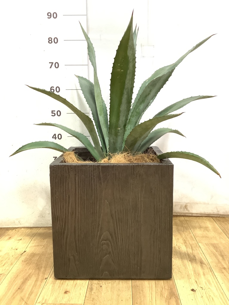 アガベ アメリカーナ（アオノリュウゼツラン） | 観葉植物 | Hitohana