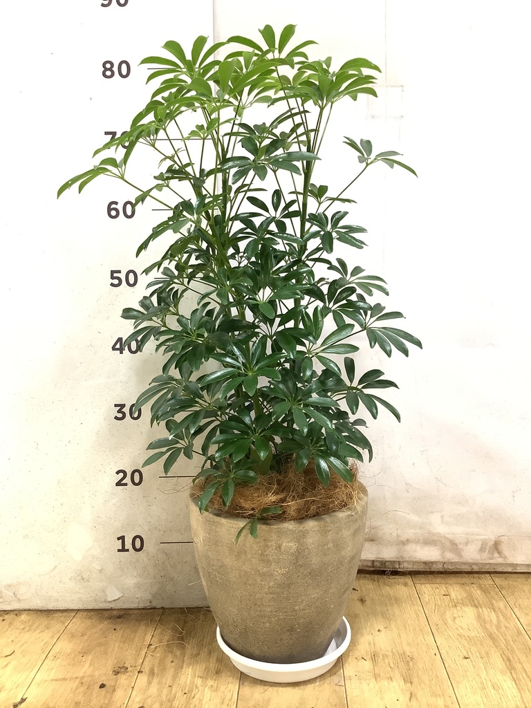 観葉植物 シェフレラ 6号 コンパクタ プラスチック鉢 | 観葉植物なら