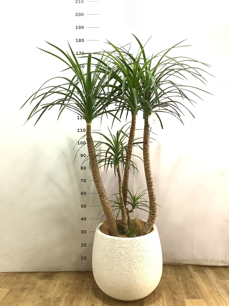 ドラセナ カンボジアーナ 10号 | 観葉植物通販HitoHana(ひとはな)