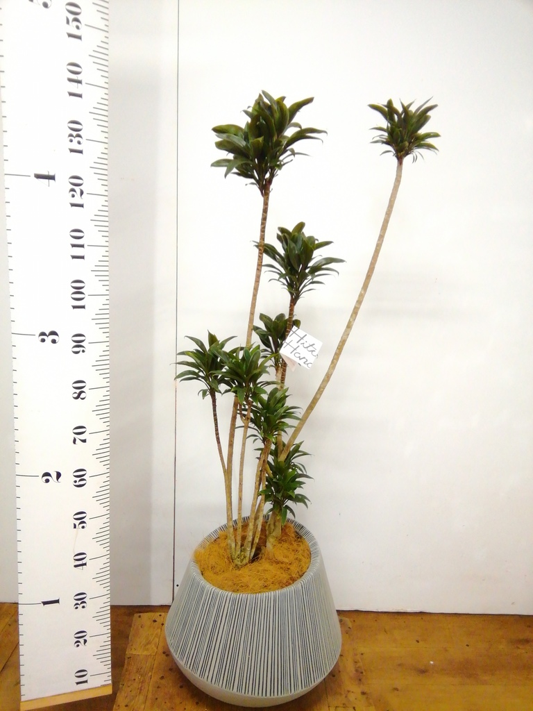 観葉植物 ドラセナ パープルコンパクタ 8号 エディラウンド グレイ 付き 観葉植物ならhitohana ひとはな