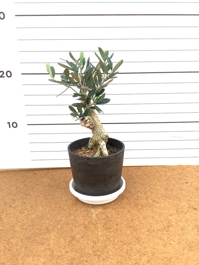 【引取り限定】オリーブの木　観葉植物　大阪市都島区 観葉植物 オリーブの木 3号 創樹プラスチック鉢 | 観葉植物なら