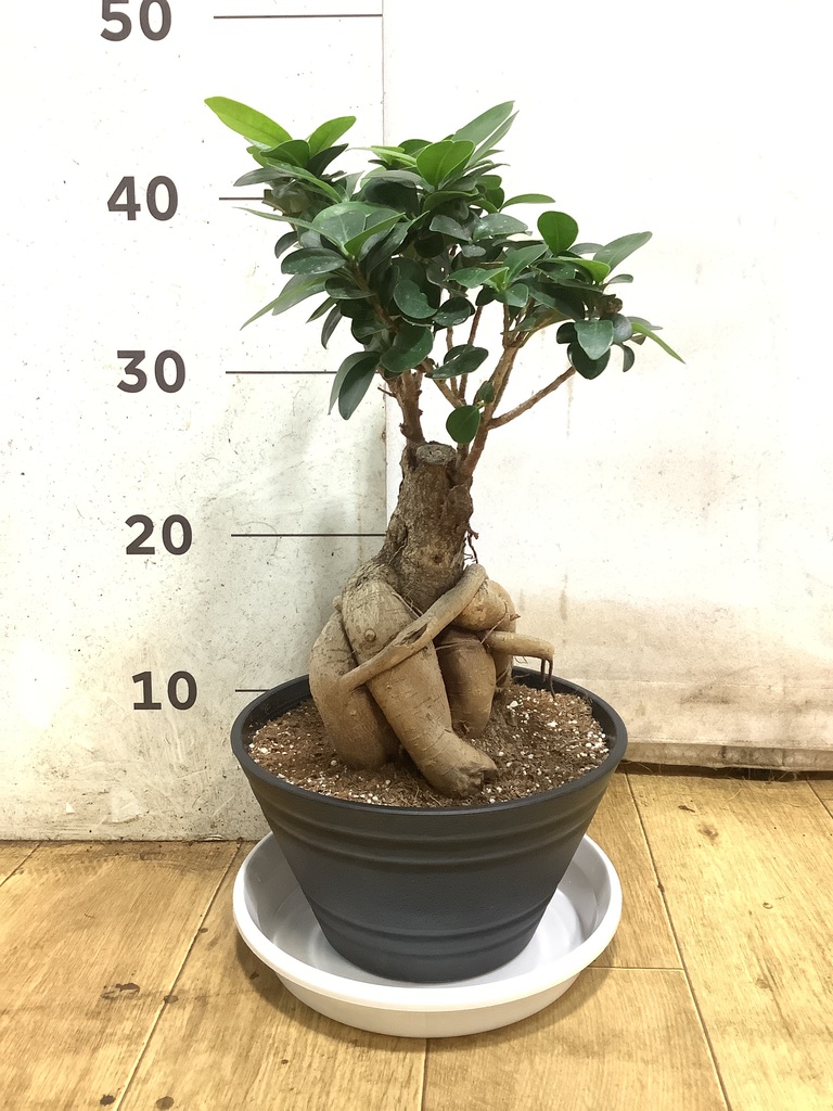 観葉植物 ガジュマル 7号 股仕立て プラスチック鉢 | 観葉植物なら