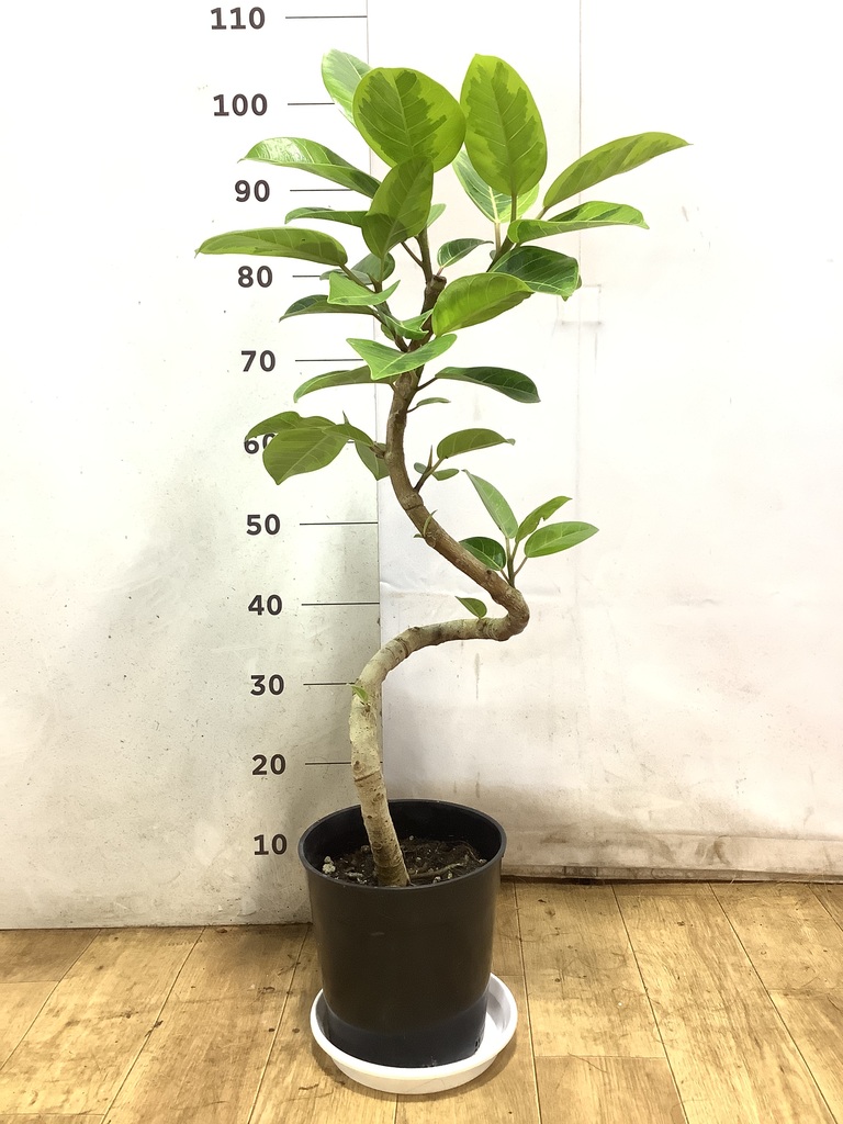 観葉植物 フィカス アルテシーマ 7号 曲り エトナ アリーナ 付き
