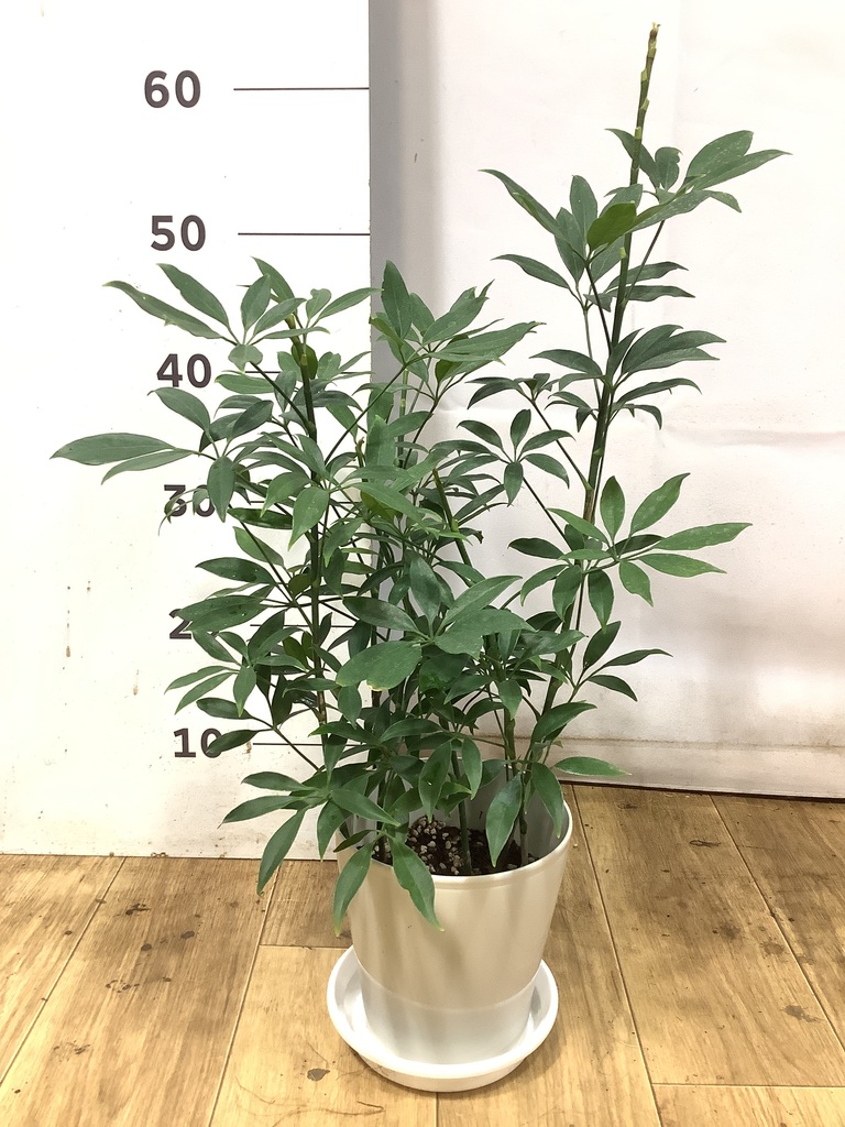 観葉植物 シェフレラ コンパクタ 5号 プラスチック鉢 | 観葉植物なら