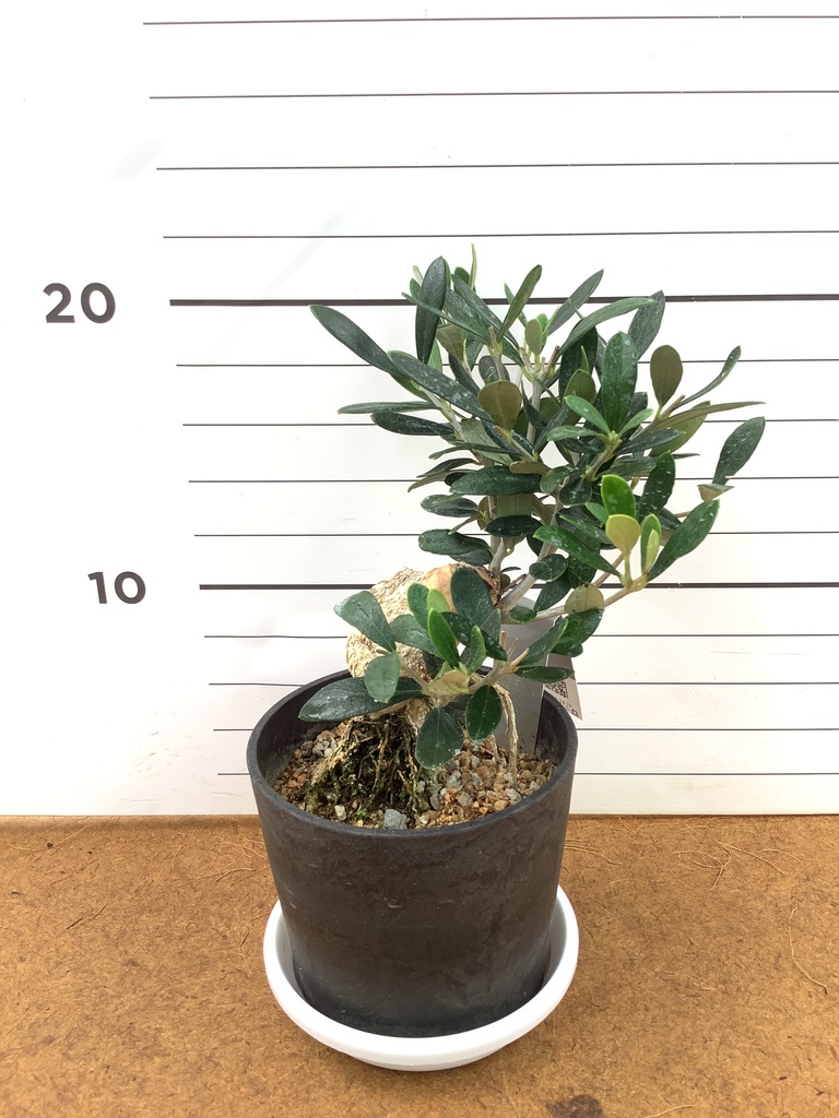 観葉植物 オリーブ 3号 創樹 盆栽仕立て | 観葉植物ならHitoHana(ひとはな)