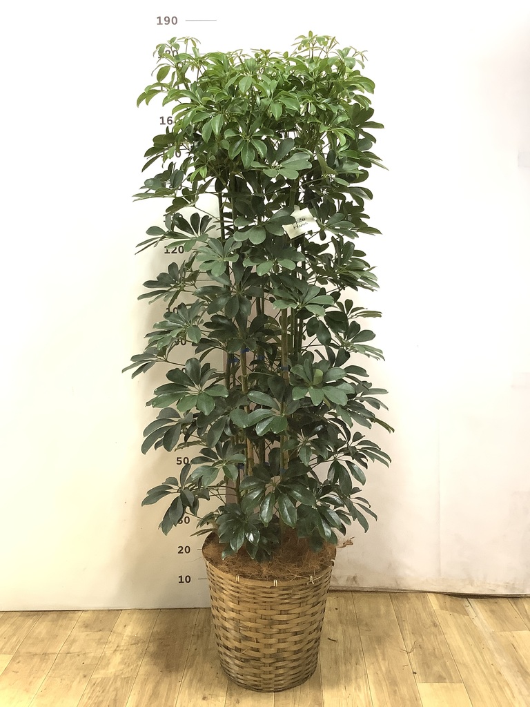 観葉植物 カポック（シェフレラ） 風水 | HitoHana（ひとはな）