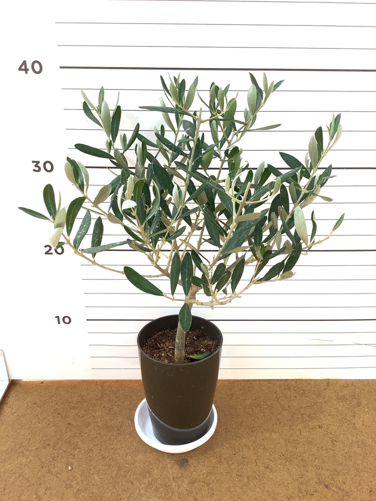 観葉植物 オリーブの木 3号 創樹プラスチック鉢 | 観葉植物なら
