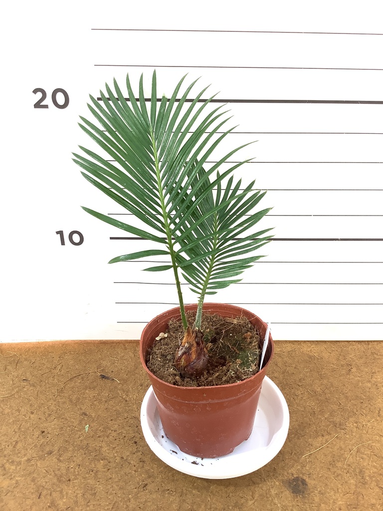 観葉植物 ソテツ 3号 実生 プラスチック鉢 | 観葉植物ならHitoHana