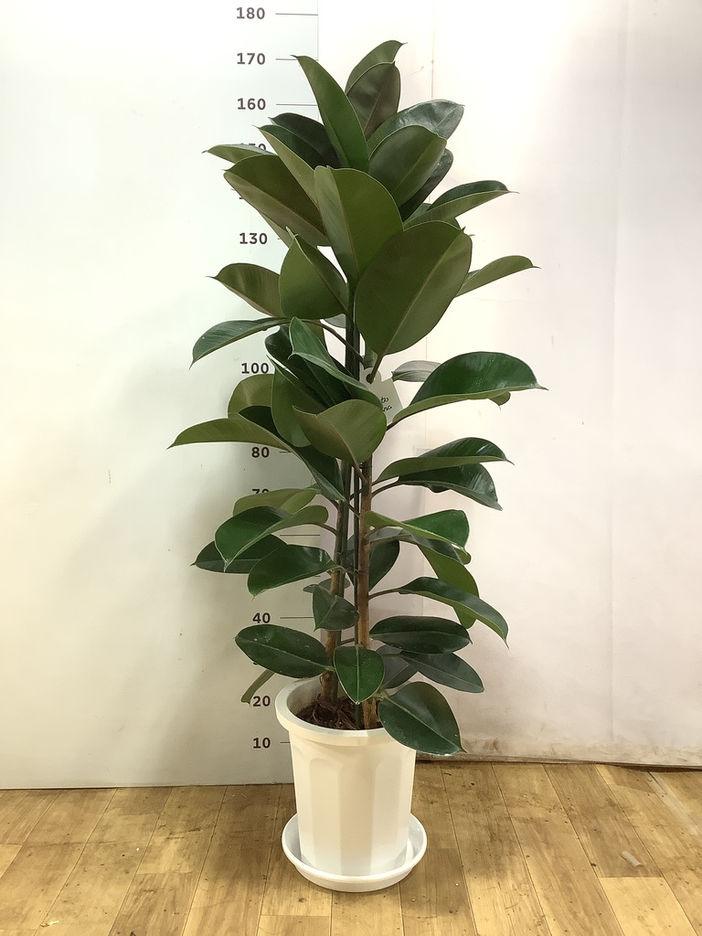 観葉植物 フィカス ロブスター 10号 ストレート プラスチック鉢 | 観葉