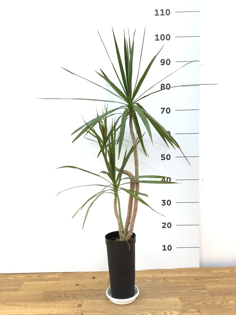 観葉植物 ドラセナ コンシンネ 3.5号 ロング トリカラー プラスチック