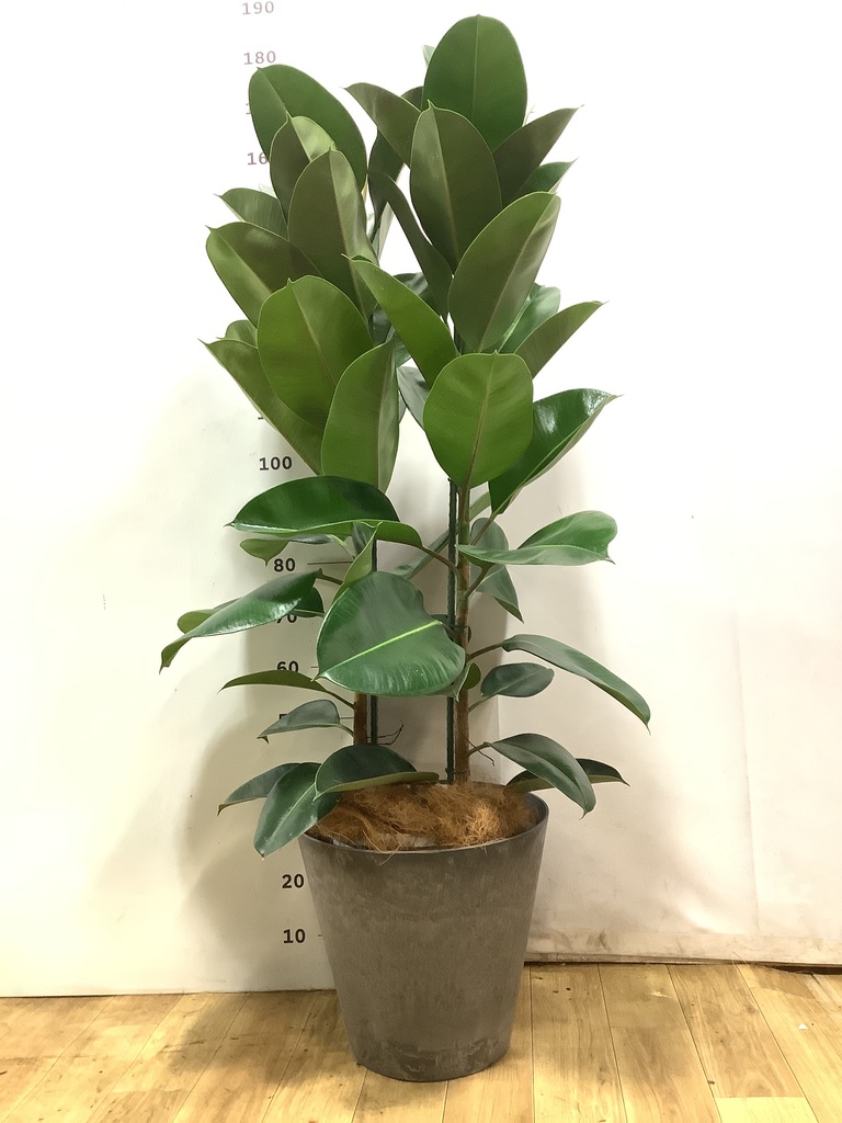 フィカス ロブスター | 観葉植物通販HitoHana(ひとはな)