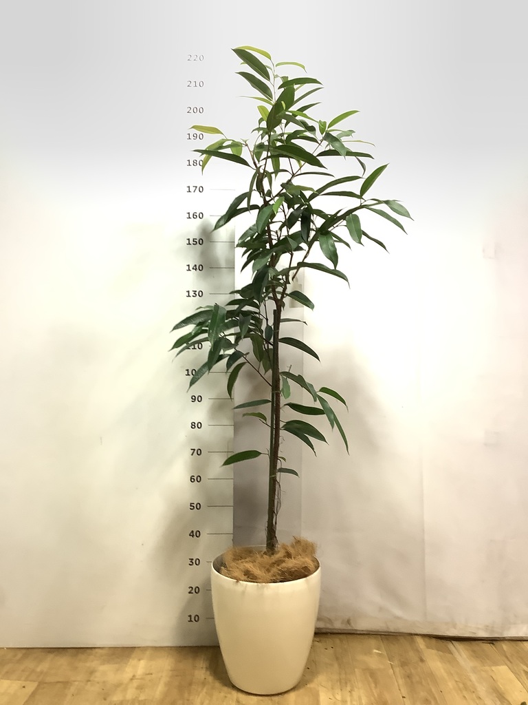 観葉植物 フィカス アムステルダム 10号 ノーマル プラスチック鉢