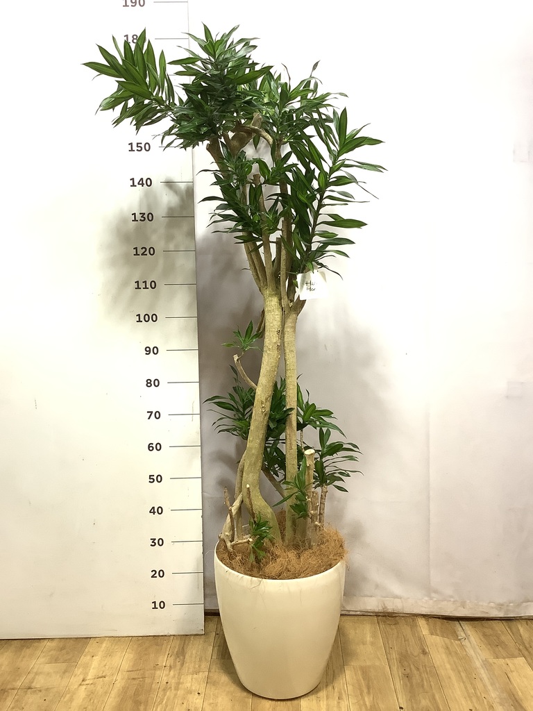 観葉植物 ドラセナ ソング オブ ジャマイカ 10号 ジュピター 黒 付き