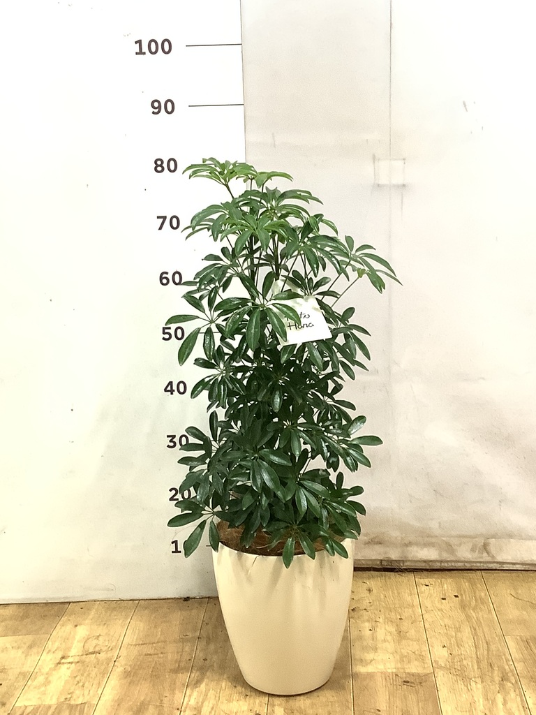 観葉植物 シェフレラ 6号 コンパクタ プラスチック鉢 | 観葉植物なら