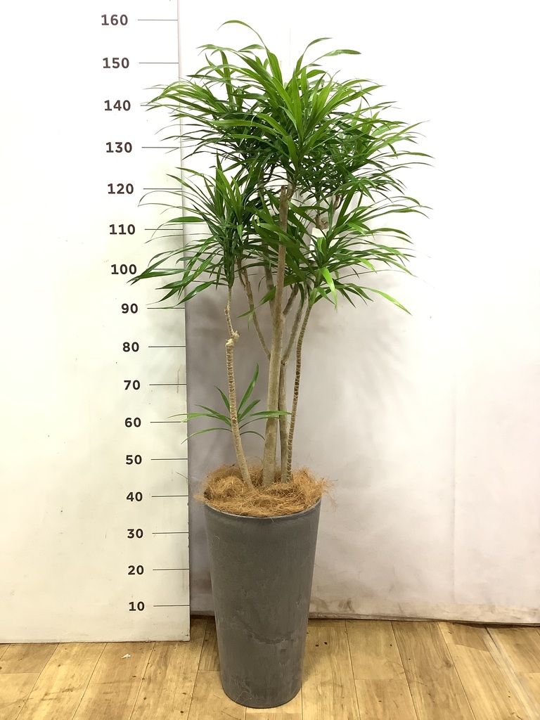 観葉植物 ドラセナ リフレクサ 8号 ポリゴヘクサ 白 付き | 観葉植物