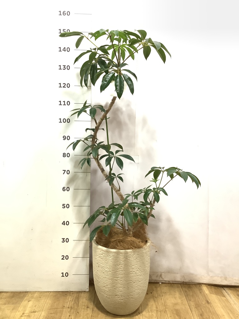 観葉植物 ツピダンサス 8号 曲り セドナロング グレイ 付き | 観葉植物