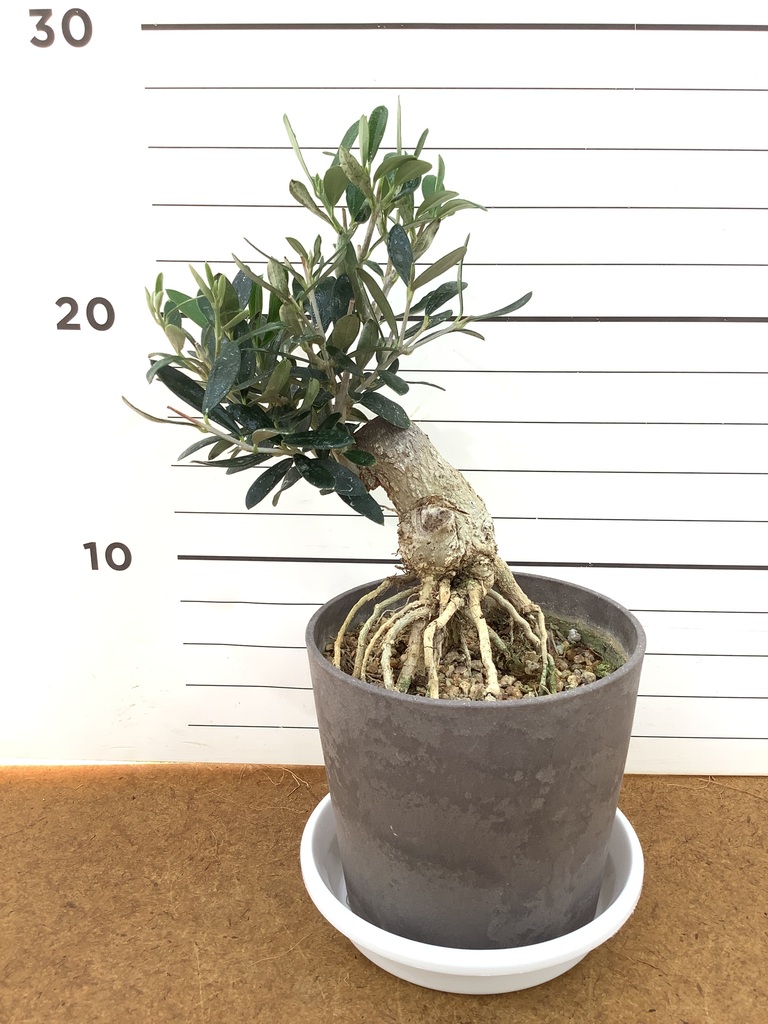 観葉植物 オリーブ 4号 創樹 盆栽仕立て | 観葉植物ならHitoHana(ひとはな)