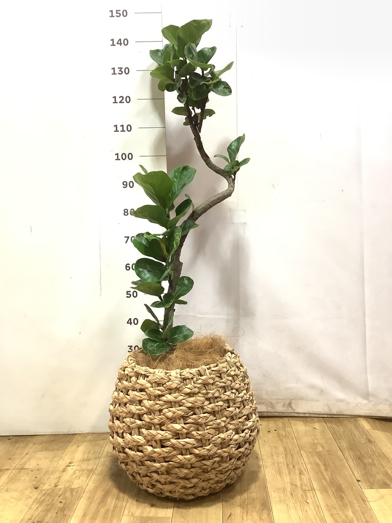 カシワバゴムの木 バンビーノ 写真 | 観葉植物通販HitoHana(ひとはな)