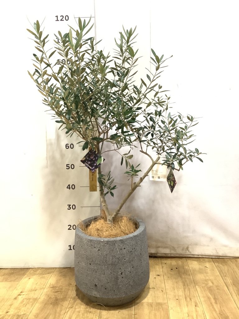 希少　創樹オリーブ　オリーミー 観葉植物 オリーブ 7号 創樹 オリーミー プラスチック鉢 | 観葉植物