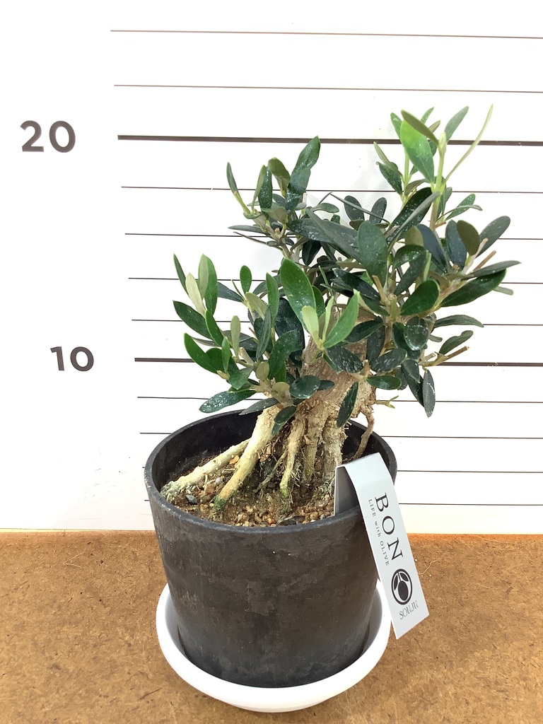 観葉植物 オリーブ 3号 創樹 盆栽仕立て | 観葉植物ならHitoHana(ひとはな)