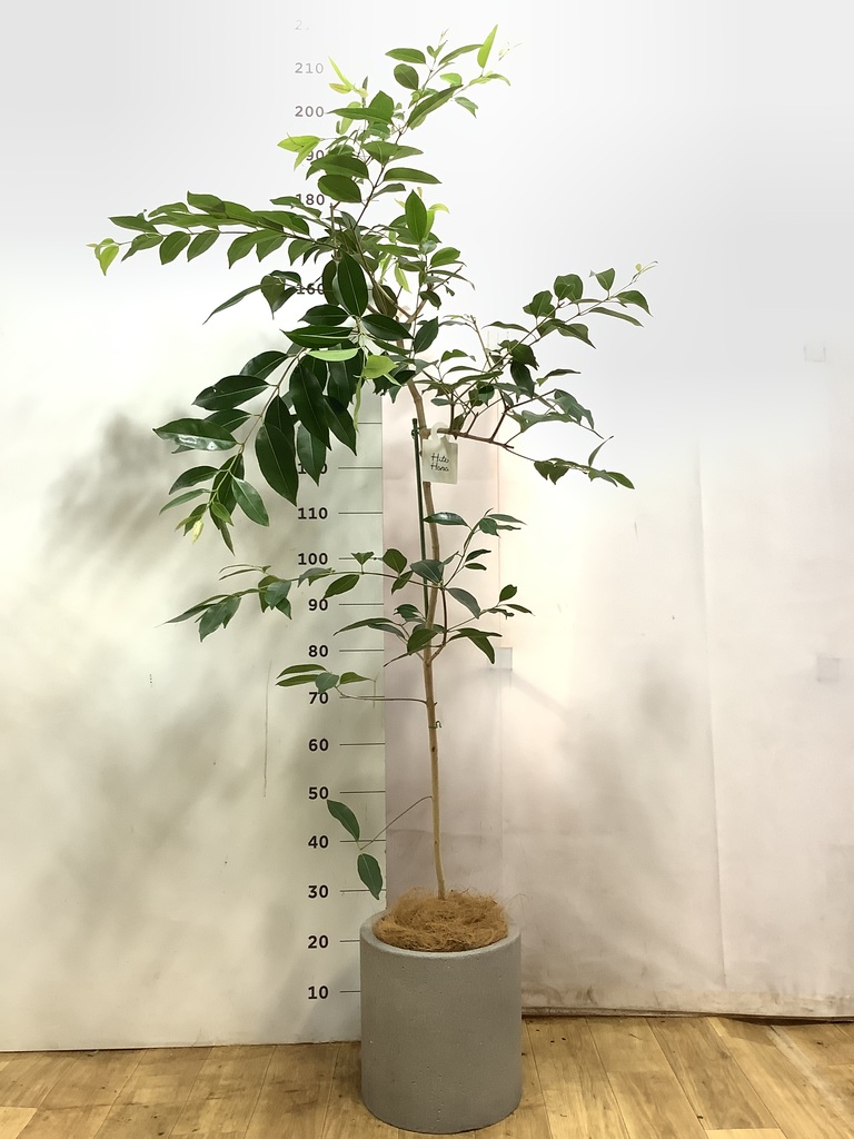 観葉植物 アマゾンオリーブ (ムラサキフトモモ) 8号 テラニアス ロー
