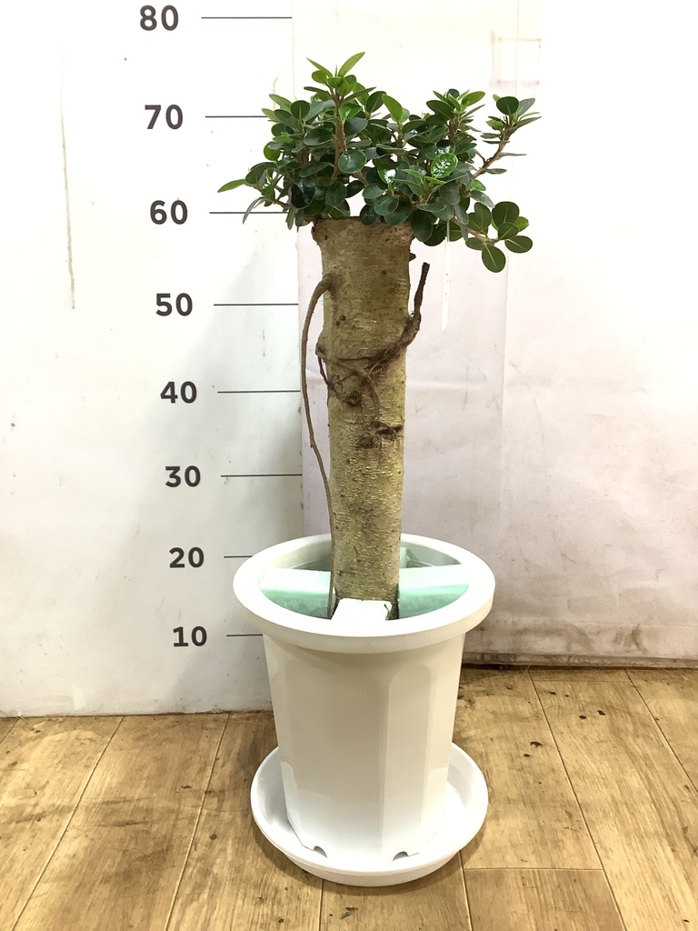 観葉植物 ガジュマル 8号 パンダ 朴仕立て プラスチック鉢 | 観葉植物