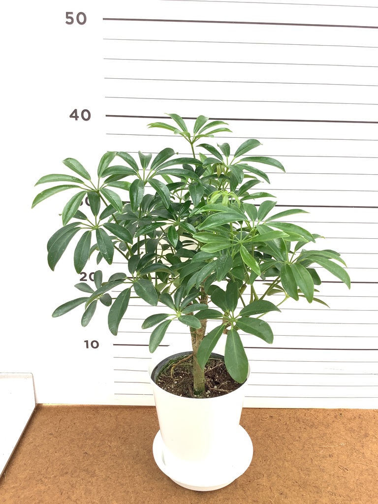 シェフレラ コンパクタ 1点もの | 観葉植物の通販ならHitoHana（ひとはな）